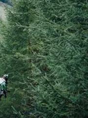 Transmigrated to the