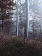 lt;Liang Yimo Cold N