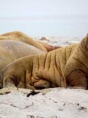 Professor Yan is goi